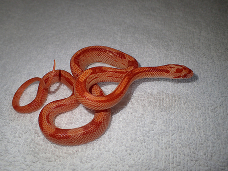 Amel motley-stripe cporn snake hatchling
