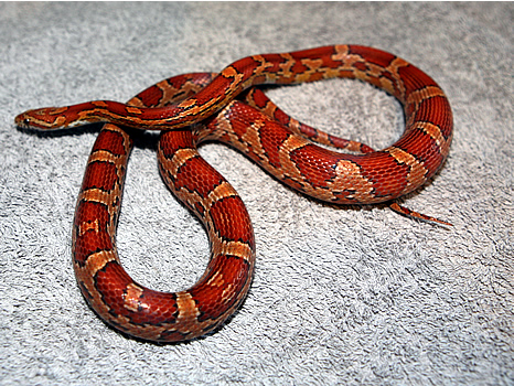 Corn Snakes For Sale 2016