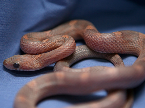 Plasma corn snake