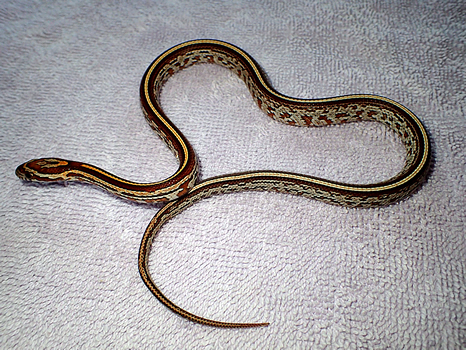 Female tessera corn snake with a perfect dorsal stripe
